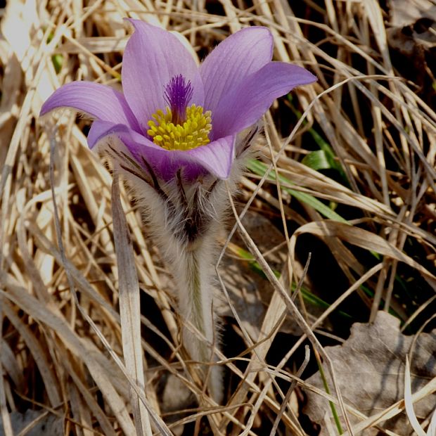 poniklec veľký Pulsatilla grantis