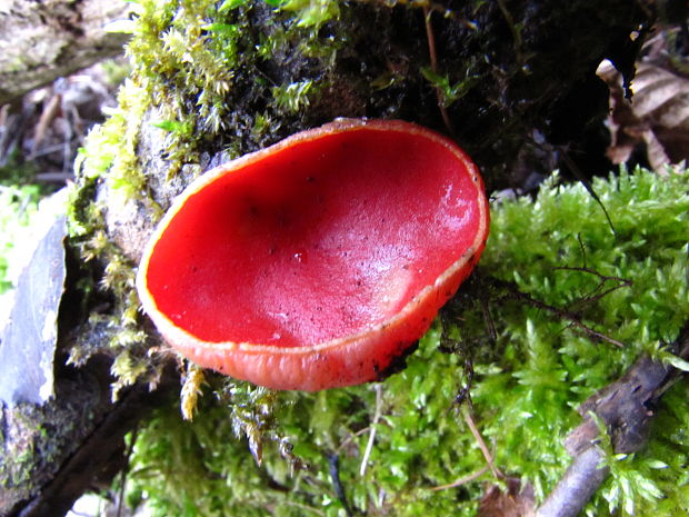 ohnivec šarlátový Sarcoscypha coccinea (Gray) Boud.