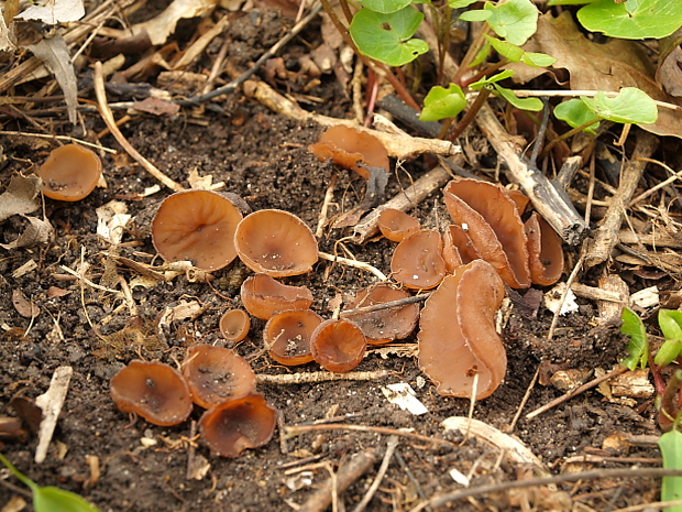 hľuznatka  Sclerotinia ficariae Rehm