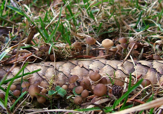 peniazočka smreková Strobilurus esculentus (Wulfen) Singer