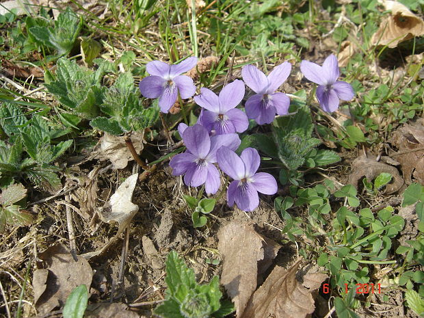 fialka Viola sp.