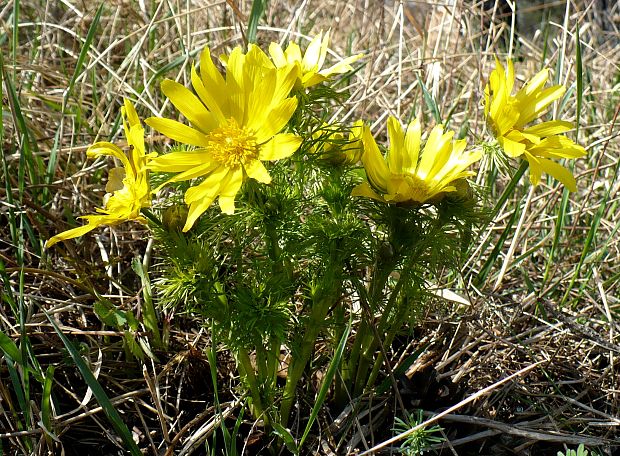 hlaváčik jarný Adonis vernalis L.