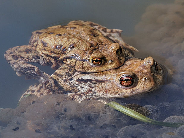 ropucha bradavičnatá  Bufo bufo