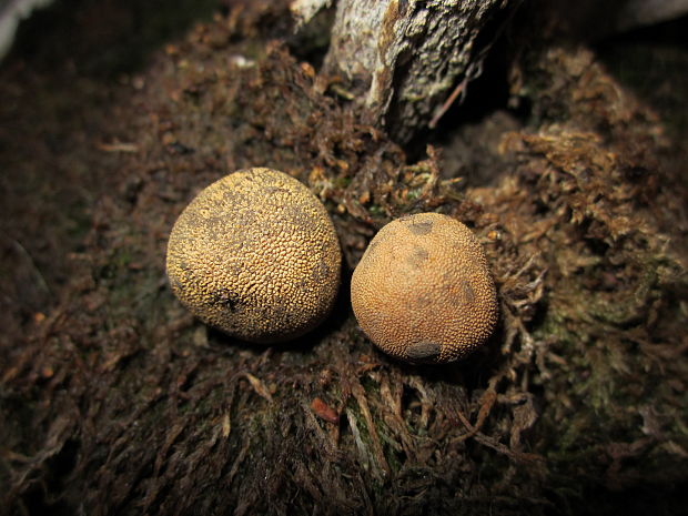 srnka ježatá Elaphomyces muricatus Fr.