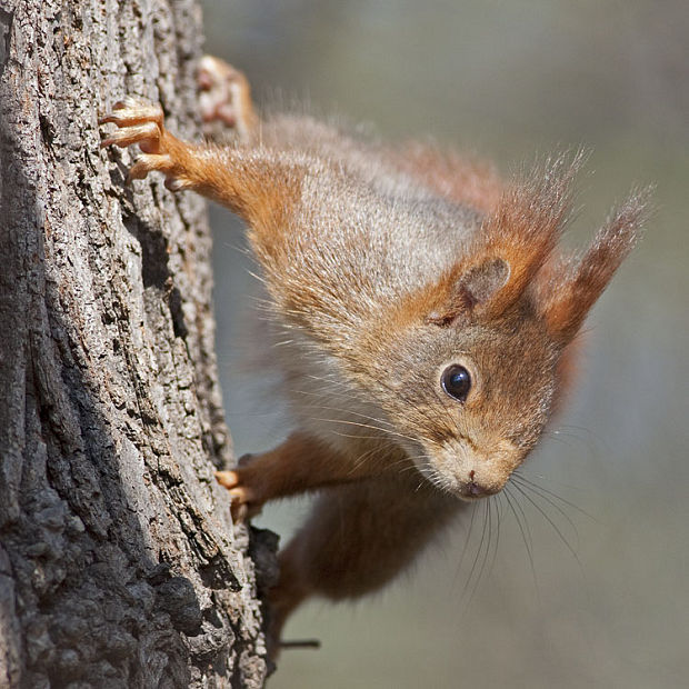 veverka obecná  Sciurus vulgaris