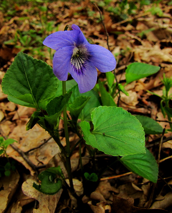 fialka Viola sp.