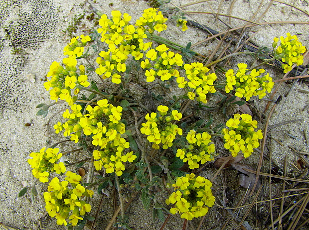 tarica kopcová pravá Alyssum montanum subsp. montanum L.