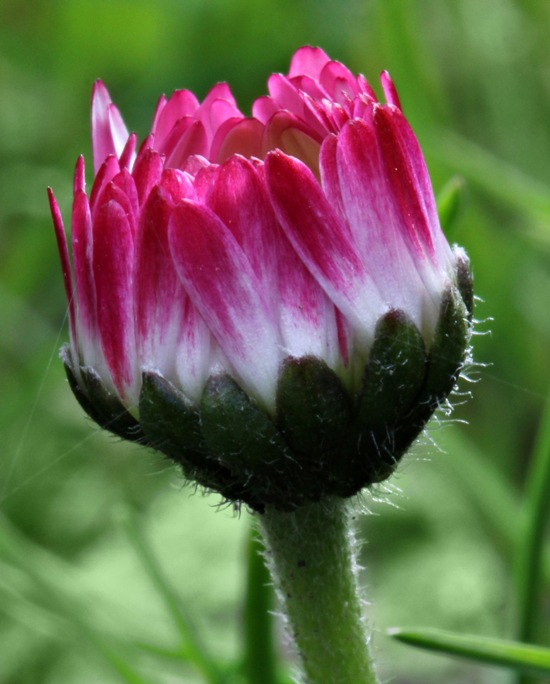 sedmokráska obyčajná Bellis perennis L.