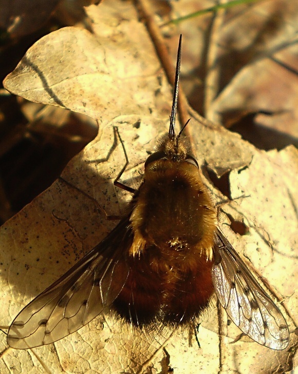 chlpačka hnedoškvrnná Bombylius discolor