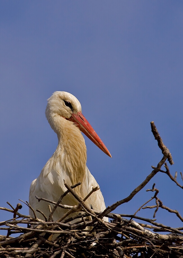 bocian biely Ciconia ciconia