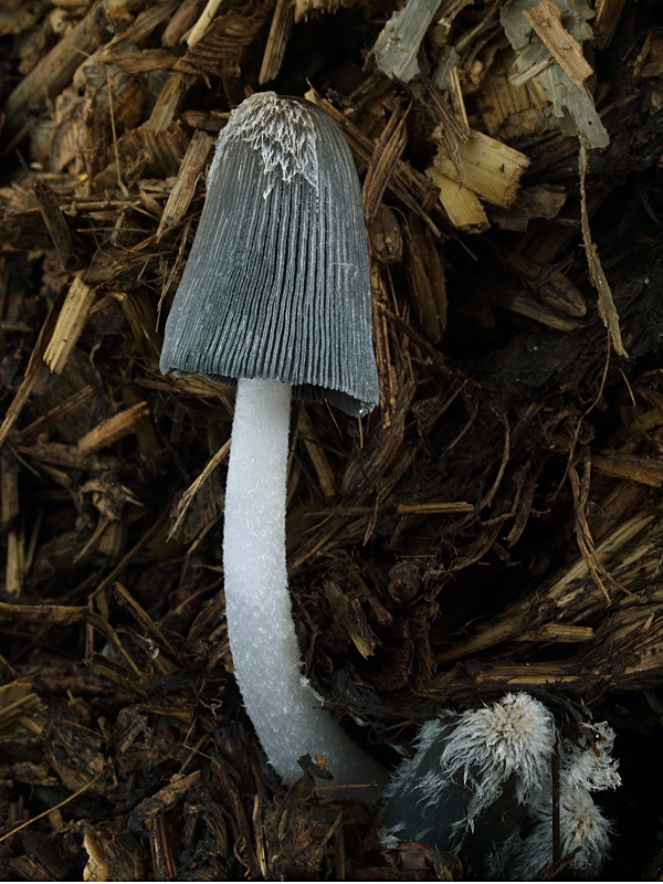 hnojník mrvový Coprinopsis cinerea (Schaeff.) Redhead, Vilgalys & Moncalvo