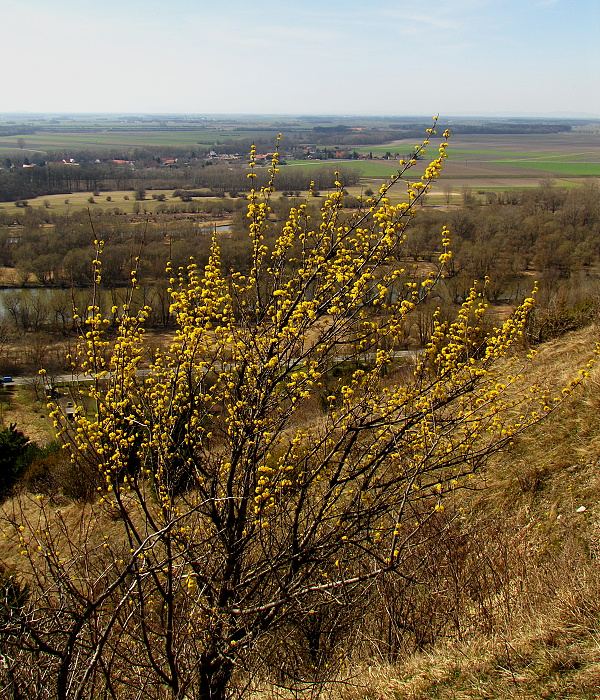 drieň obyčajný Cornus mas L.