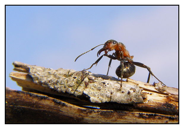 mravec Formica sp