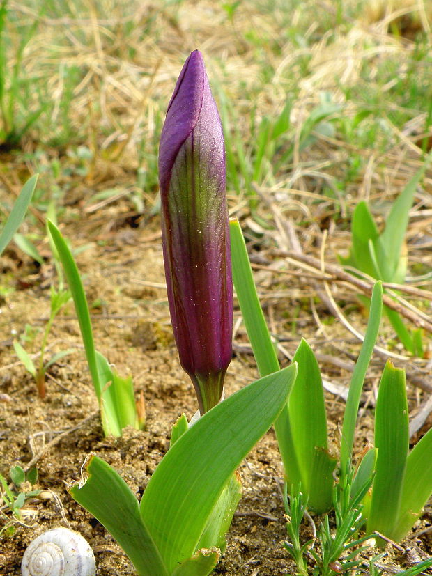 kosatec nízky Iris pumila L.