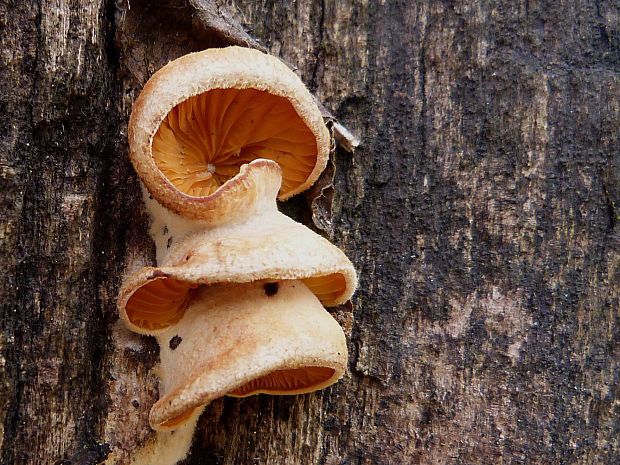 hlivník hniezdovitý Phyllotopsis nidulans (Pers.) Singer