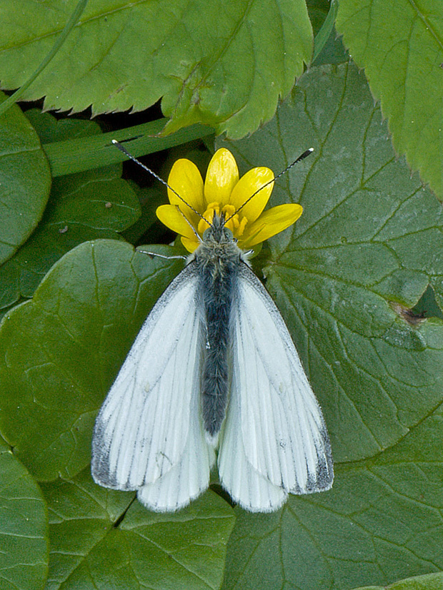 mlynárik repkový  Pieris napi