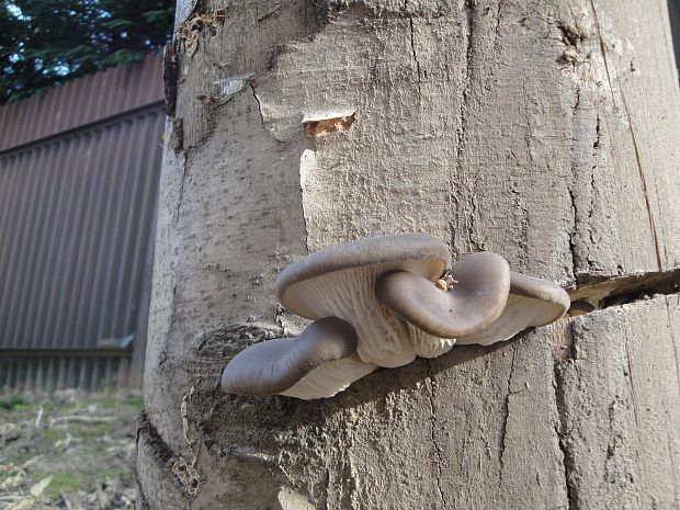 hliva ustricovitá Pleurotus ostreatus (Jacq.) P. Kumm.