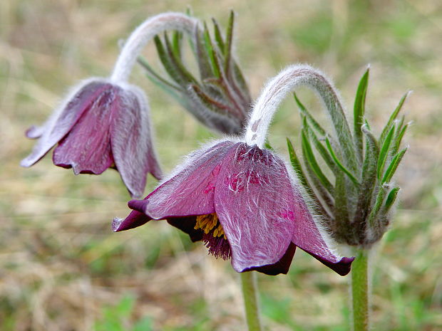 poniklec lúčny český Pulsatilla pratensis subsp. bohemica Skalický