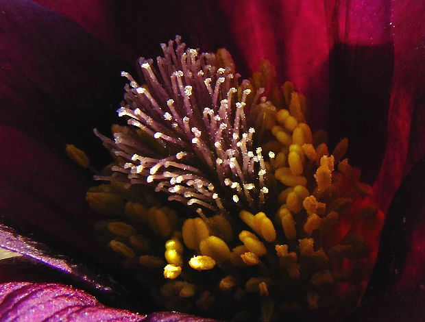 poniklec lúčny český Pulsatilla pratensis subsp. bohemica Skalický