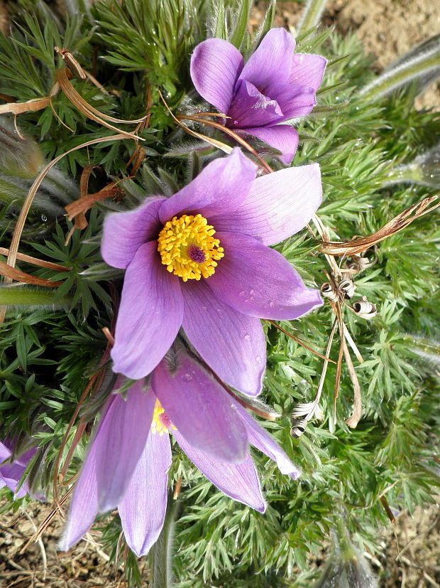 poniklec Pulsatilla sp.