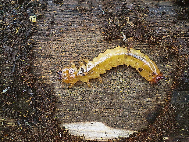 červenáčik ohnivý, larva Pyrochroa coccinea