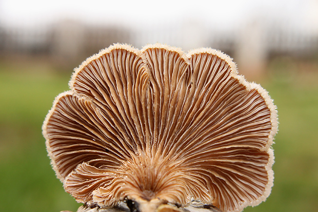 klanolupeňovka obyčajná Schizophyllum commune Fr.