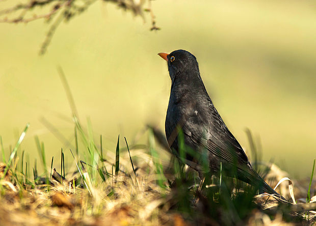 drozd čierny Turdus merula