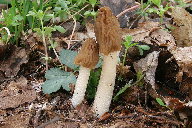 smrčkovec český Verpa bohemica (Krombh.) J. Schröt.