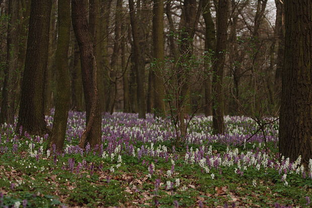 porost dymnivek chochlačka (Corydalis)