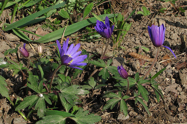 veternica vznešená Anemone blanda Schott et Kotschy