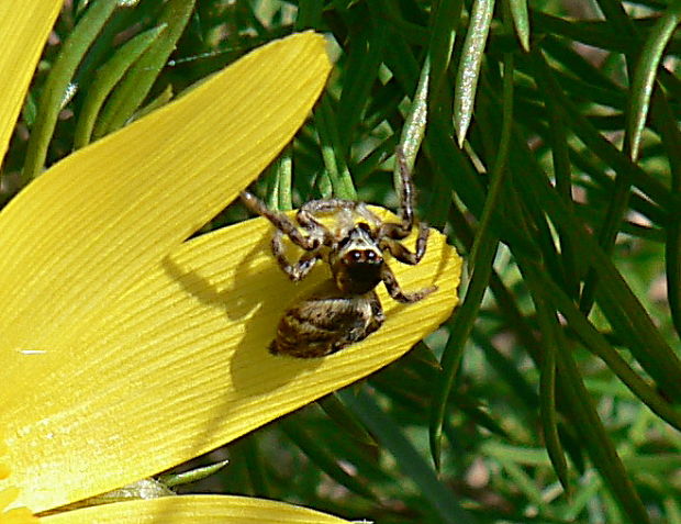 skákavka Carrhotus xanthogramma Latreille, 1819