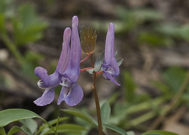 chochlačka plná Corydalis solida (L.) Clairv.