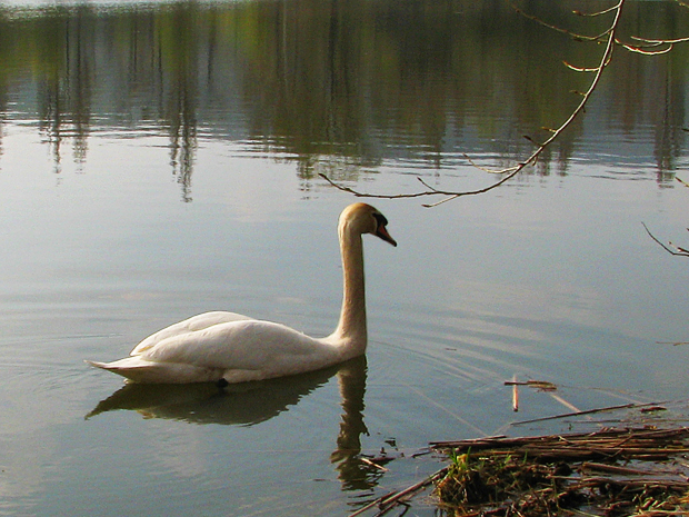 labuť hrbozobá  Cygnus olor