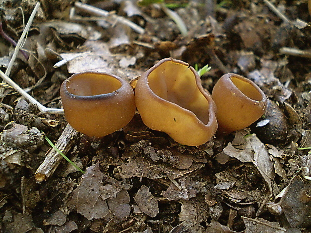 hľuznatka veternicová Dumontinia tuberosa (Bull.) L.M. Kohn