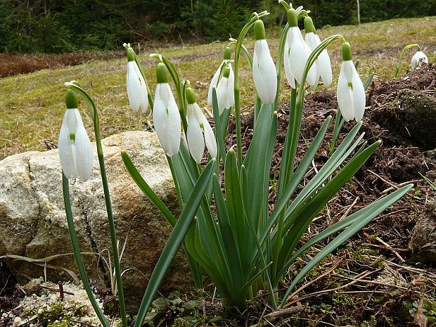 sněženka podsněžník Galanthus nivalis  L.