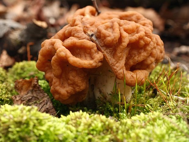 ušiak obrovský Gyromitra gigas (Krombh.) Cooke