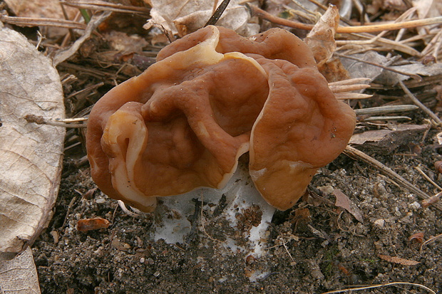 ušiak obrovský Gyromitra gigas (Krombh.) Cooke