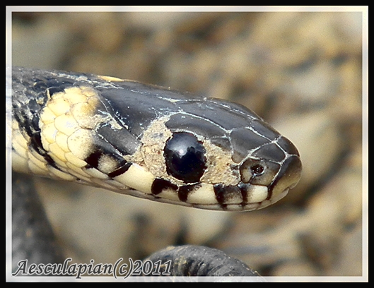 užovka obojková Natrix natrix