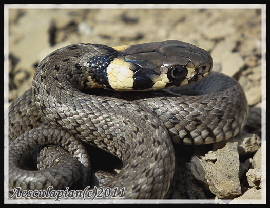 užovka obojková Natrix natrix