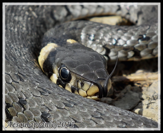 užovka obojkova Natrix natrix