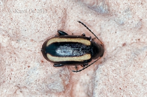 skočka Phyllotreta undulata