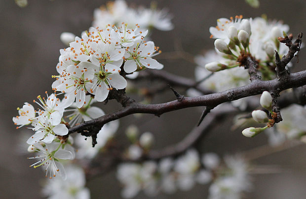 trnka obyčajná Prunus spinosa L.