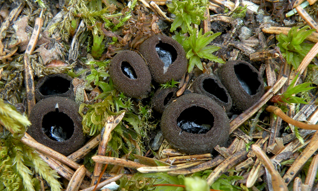 misôčka černastá Pseudoplectania nigrella (Pers.) Fuckel