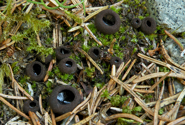 misôčka černastá Pseudoplectania nigrella (Pers.) Fuckel