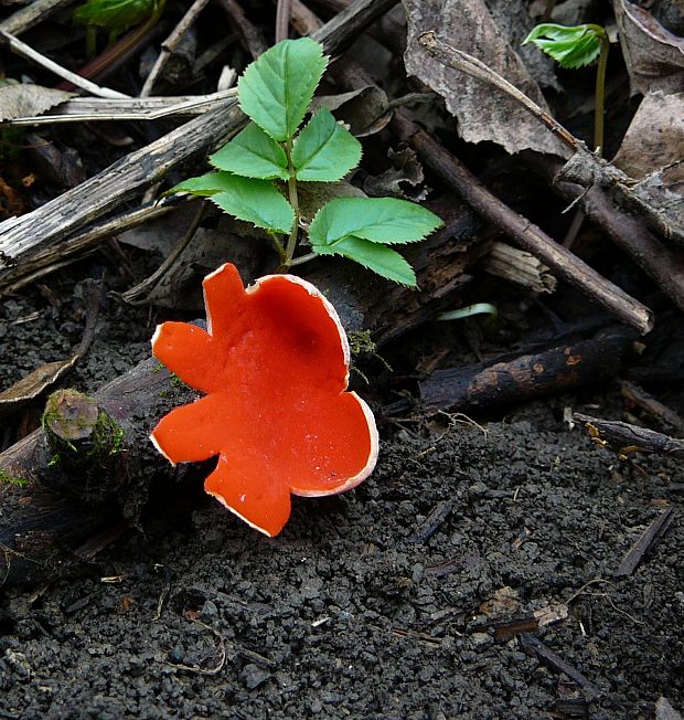 ohnivec Sarcoscypha sp.