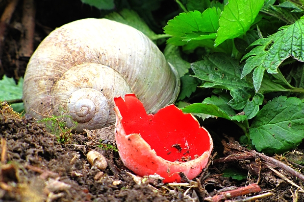 ohnivec Sarcoscypha sp.