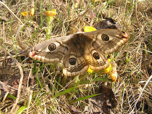 okáň menší Saturnia pavonia