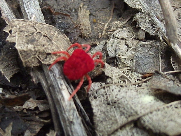 roztočník červený  Trombidium holosericeum