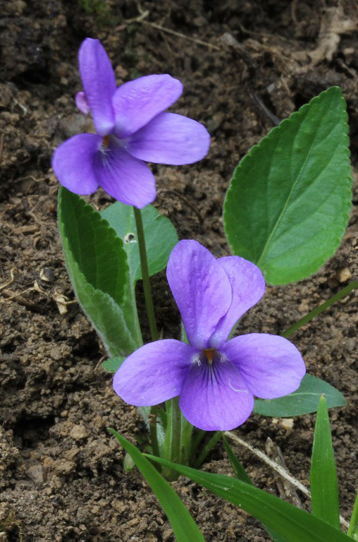 fialka Viola sp.