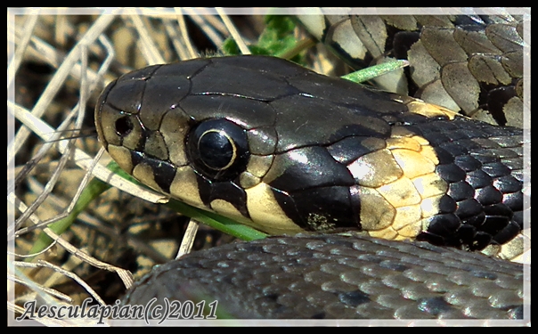 užovka obojková natrix natrix